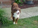 Dogs Australian Shepherd